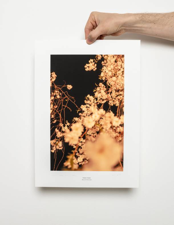 «Kirschblüten» by Huber.Huber